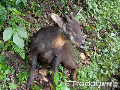 長鬃山羊後腿受創「蹲坐山溝」…傷口潰爛蒼蠅狂繞！嘉義民宿老闆心疼求援