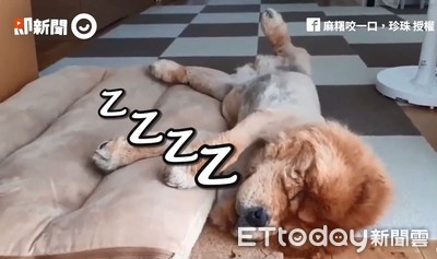 鬆獅睡到四腳開開「流出床外」 下秒驚醒來回呆望:偶是誰