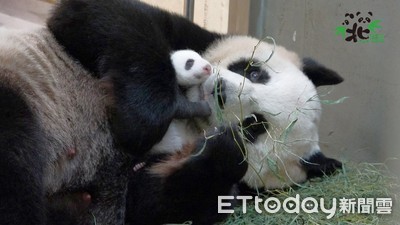 貓熊二寶妹剛出生雌雄難辨　動物園曝「倒V關鍵」一看就懂