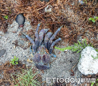 奥客遊綠島竟玩死一級保育「椰子蟹」　大石壓身...島民求：請給一條生路