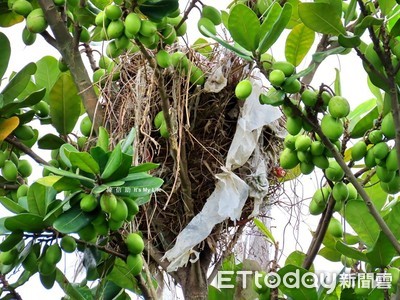 噁心塑膠袋隨風飄！八斗子鳥兒「撿垃圾築巢」　志工發現9處：看了很難過