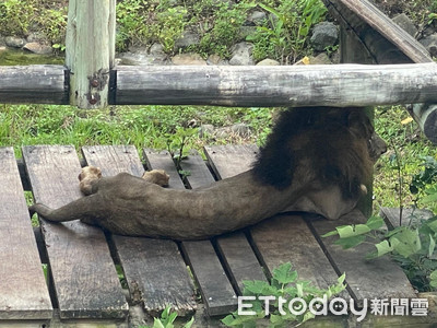 壽山雄獅「瘦到見骨」全網好心疼　動物園搖頭：大烏龍！真實體重曝