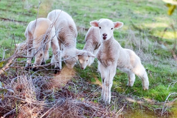 ▲綿羊成為Fetzer Vineyards永續計畫的有力夥伴，幫忙除雜草，排泄物還能成為肥料！（圖／Fetzer Vineyardszs官方粉絲團）