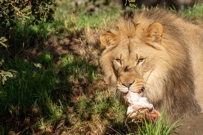 遊客沒來動物得照餵...伙食費一天161萬！美加州百年動物園「老本快吃光」