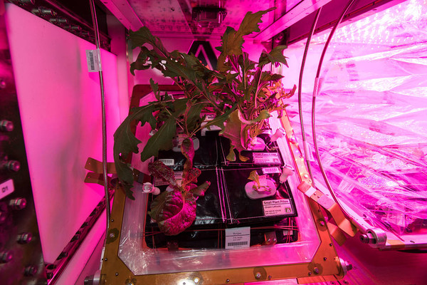 ▲國際太空站中的NASA專家們順利種植出太空蔬菜，可供太空人食用。（圖／NASA）