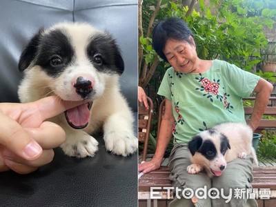 才剛拒絕養狗!阿嬤10秒後「翻箱找狗碗」 見黑輪汪笑:這隻混到貓熊?