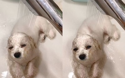 淋浴太舒服!比熊犬瞇眼萌享受 「滿臉幸福」融化網