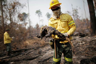 亞馬遜雨林7月起火次數增加28％　巴西總統辯稱「謊言」 