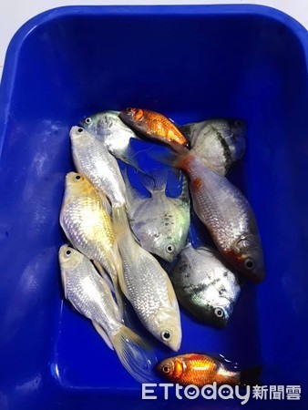 ▲魚缸遭到入清潔劑，11隻魚全數死亡。（圖／食藝石頭火鍋授權提供）