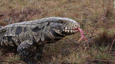 疑遭野放！「黑白泰加蜥」入侵美國南卡州　當局：恐釀生態浩劫