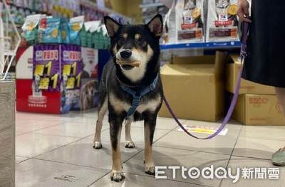 日系零食CIAO、 Doggyman、貓倍麗金罐大特價　寵物雲網購出清超便宜