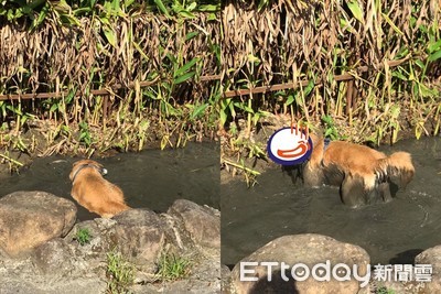 阿金逢水必跳…「泥沼出浴照」流出網看傻　奴才崩潰：裹粉了就油炸吧