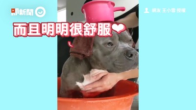 惡霸犬穿「萌套裝」洗澎澎！舒服到瞇眼　網羨慕：別人家的狗