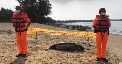 江豚擱淺沙灘！　金門第15例鯨豚死亡案…海洋悲歌再起