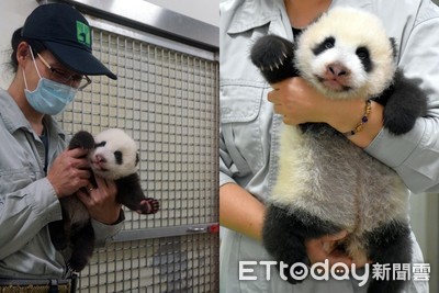 圓寶奶爸奶媽不好當！　動物園揭密「斜槓保育員」日常