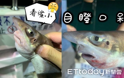 看X小！鯊魚寶寶被捕上岸「白眼瞪人」　7張表情包笑爆網友