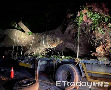 碰！暗夜巨響...盜採百年茄苳樹曝光　山老鼠拖板車爆胎被逮