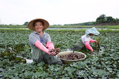 全聯推「無毒菱角」搶救水雉棲地！全台百間門市限定開賣