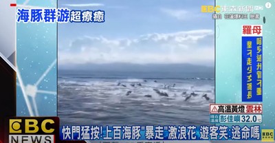 「上百隻海豚」集體飛躍海面　業者統計「這品種」5%機率能撞見