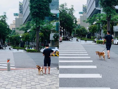 過馬路被「回眸萌柴」撩到！　牠全程甜笑猛盯...直接把心偷走