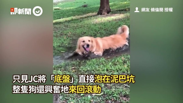 ▲▼黃金獵犬JC。（圖／飼主脩倫簡授權提供）