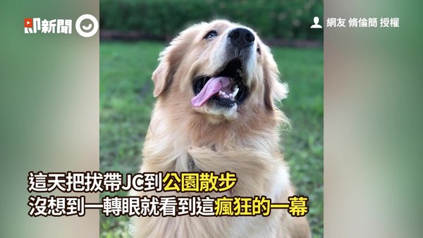 ▲▼黃金獵犬JC。（圖／飼主脩倫簡授權提供）