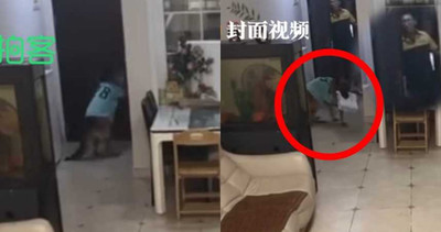 神犬開門「簽收包裹」!快遞員一臉疑惑…主人也傻眼:沒訓練過