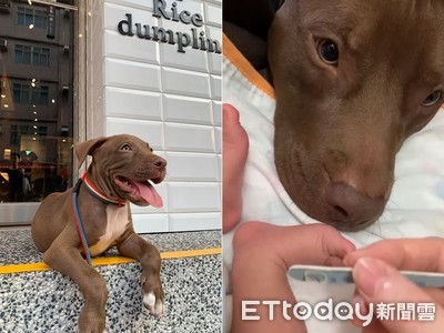 比特犬見孩爆哭…衝房「跟媽求救」 她曝飼養撇步:教育很重要