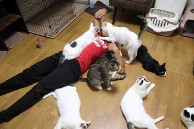 母猝死留18貓!日拳擊手快被吃垮「不願放生」:像媽媽在我身邊