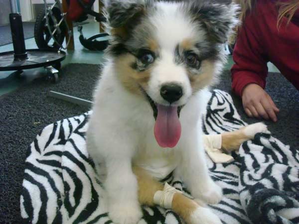 澳洲瘫痪犬「艾比」轮椅车复健记录:第一步直