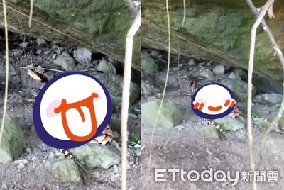 石頭縫驚見「山神大人」散步中 布農族瞬間敬畏:震懾的美麗