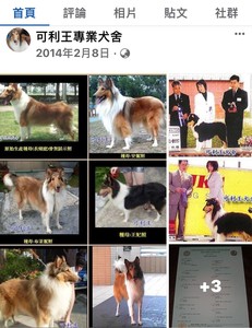 獨／碎骨殺犬男被起底犬舍老闆！網批：下地獄...動保處將撤照