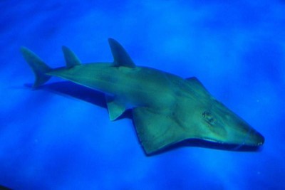 太荒謬!水族館展出認錯20年 專家鑑定驚呼「新品種有絕種危機」