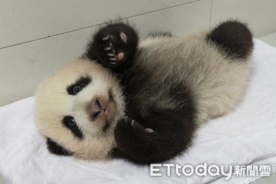 動物園為大貓熊送上「神秘點心」！　與遊客歡慶中秋同團圓