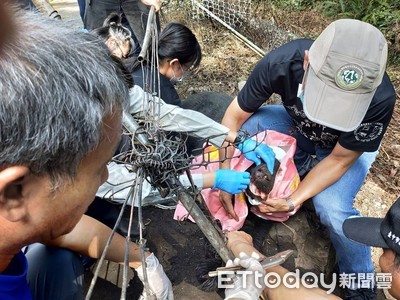 救援畫面曝光！台灣黑熊遭「鋼索死纏」　徹夜痛號20hrs力盡癱地