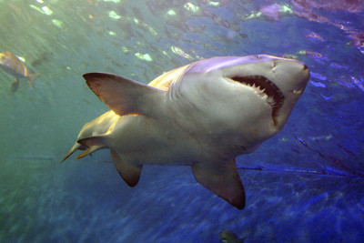 澳洲鯊魚咬死7人！創近百年新高　地球暖化棲息遷移導致
