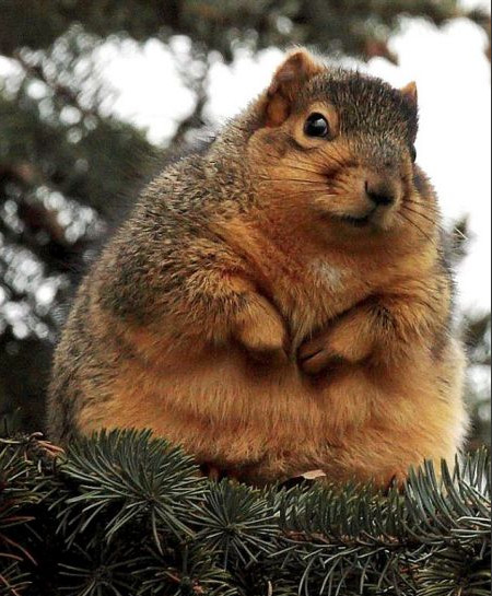有一只松鼠总是把收集来的坚果一次吃光光,结果身材走样,成了「大胖鼠