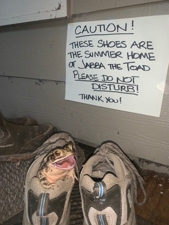 蟾蜍住在鞋子裡。（圖／翻攝自Sita Hood臉書）