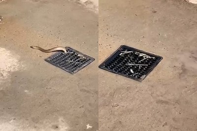 海灘淋浴間驚傳「毒蛇定居」！住排水孔2年　專嚇女遊客