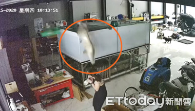 1.5米象魚「跳缸自殺」滿地血…網驚幫擋煞!動保處揭4致死關鍵
