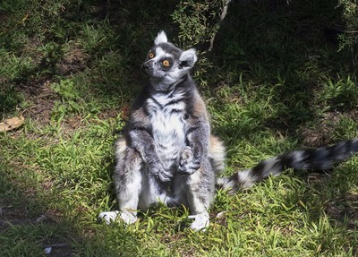 美動物園狐猴慘遭綁架！　機靈5歲男童路邊發現...獲獎賞終身會員