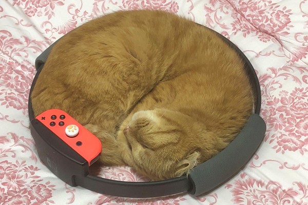 ▲橘貓爽躺在健身環內睡覺。（圖／翻攝自Twitter／@Knishi346P）