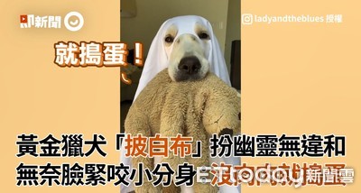 黃金獵犬「披白布」扮無奈幽靈　緊咬小分身：不給肉就搗蛋