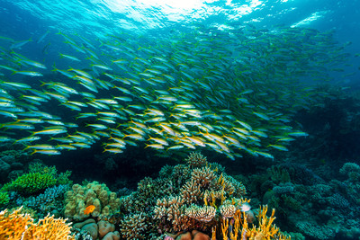 澳洲發現500米「刀片狀」巨型珊瑚礁　跟台北101一樣高