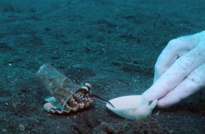 水下20米發現「塑膠杯小章魚」　潛水員撿一堆貝殼說服牠換新家