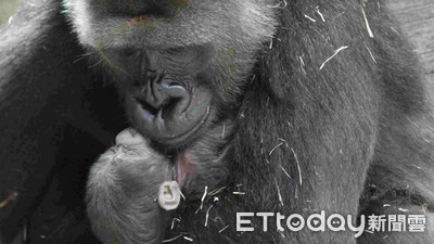 快訊／金剛猩猩「台荷聯姻」夫妻誕新生兒！　動物園證實