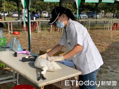 守護黑面琵鷺　嘉義縣巡守度冬棲地...演練大量傷鳥救援