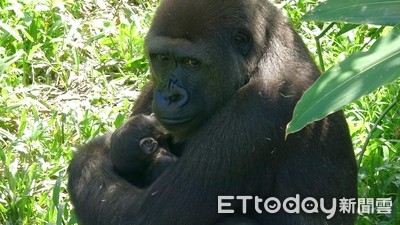 金剛猩猩Tayari產子影片曝！　緊擁懷「不願放下寶寶」眼神超有愛