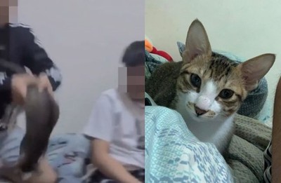 中華大學3男互拋虐貓遭約談！　飼主反悔「不願交出貓」...網怒炸