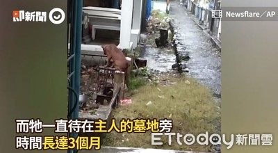 忠犬待墓地3個月！雨中守護已逝主人　留「傷心背影」不願離開